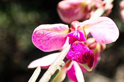 Polygala virgata, photographed by Di Turner