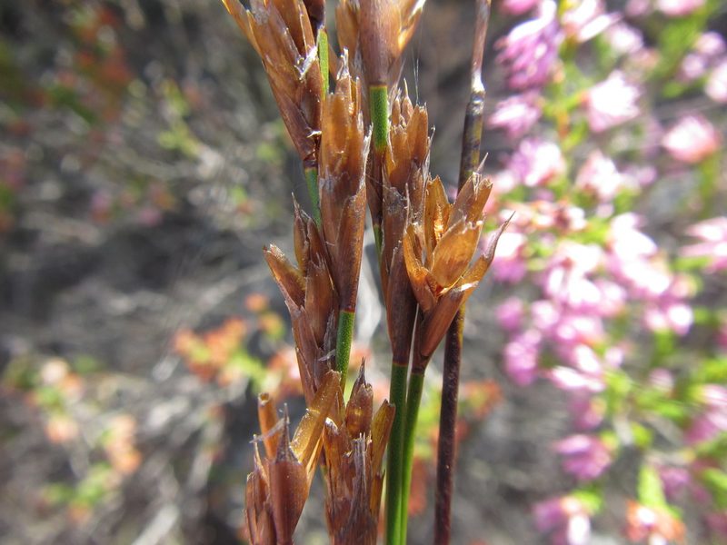 Restio distichus, photographed by douglaseustonbrown