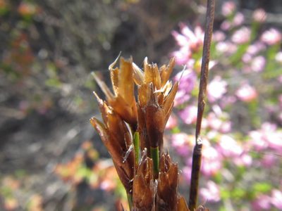 Restio distichus, photographed by douglaseustonbrown