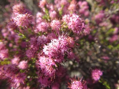 Erica pilosiflora, photographed by douglaseustonbrown