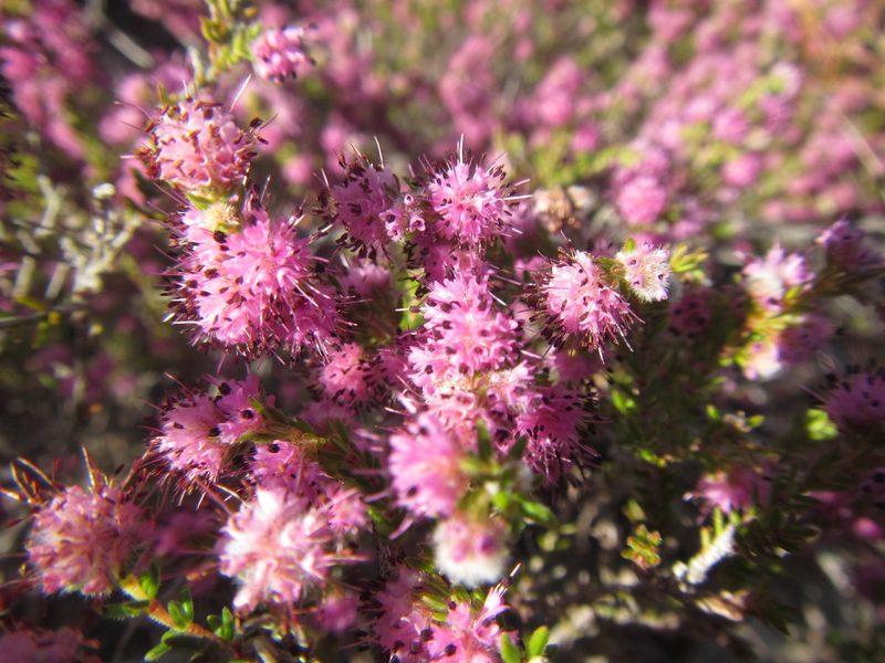 Erica pilosiflora, photographed by douglaseustonbrown