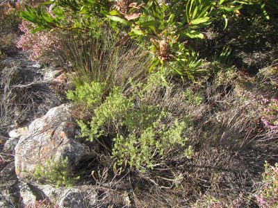 Aspalathus cytisoides, photographed by douglaseustonbrown
