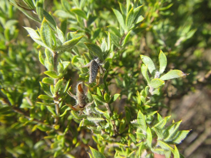 Aspalathus cytisoides, photographed by douglaseustonbrown