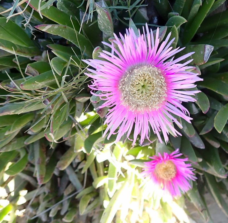Carpobrotus mellei, photographed by Di Turner