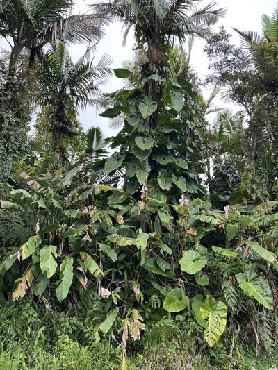 Philodendron giganteum, photographed by Alan Weakley