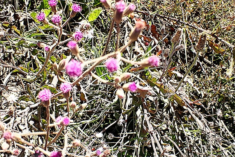 Senecio purpureus, photographed by Di Turner