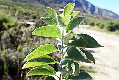 Stirtonanthus taylorianus, photographed by Di Turner