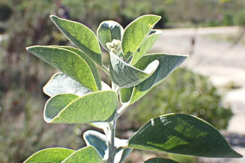 Stirtonanthus taylorianus, photographed by Di Turner