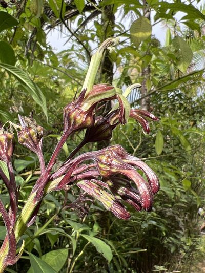 Lobelia portoricensis, photographed by Alan Weakley