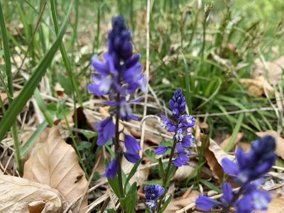 Polygala amarella, photographed by Todd Patterson