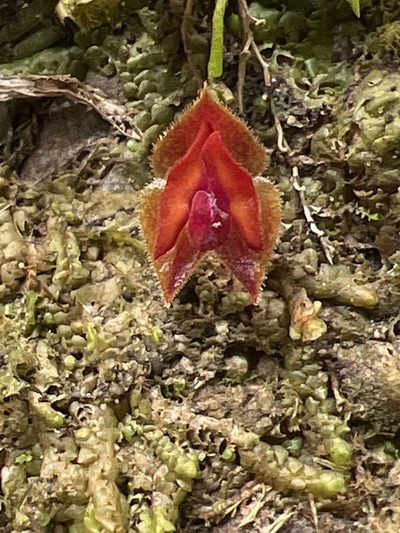 Lepanthes caritensis, photographed by Alan Weakley