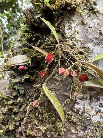 Lepanthes caritensis, photographed by Alan Weakley