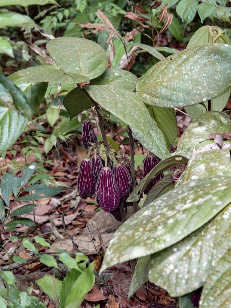 Thottea grandiflora, photographed by Cheongweei Gan