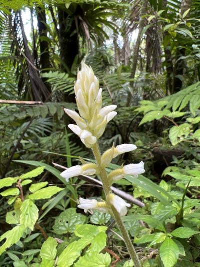 Microchilus plantagineus, photographed by Alan Weakley