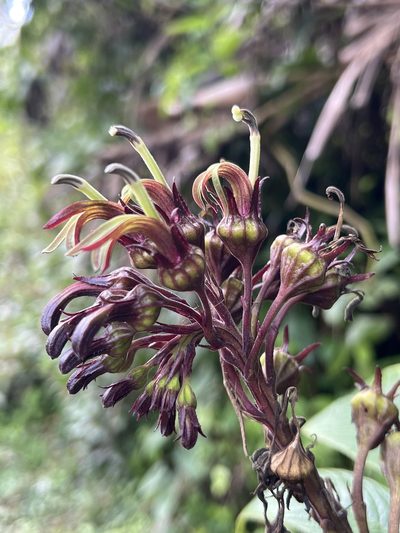 Lobelia portoricensis, photographed by Alan Weakley