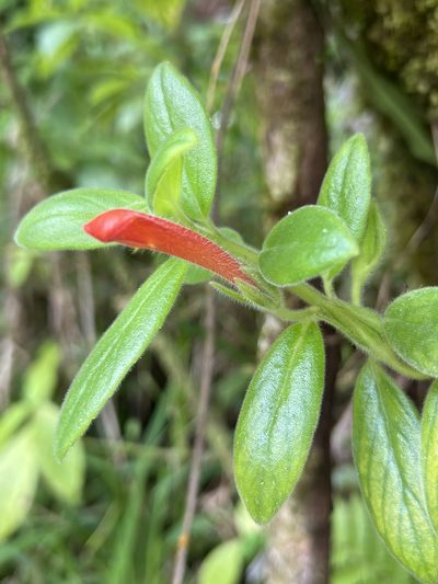 Columnea scandens, photographed by Alan Weakley