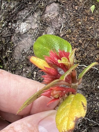 Columnea ambigua, photographed by Alan Weakley