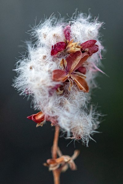 Eriospermum dielsianum, photographed by magriet b