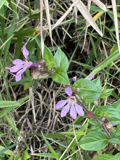 Cuphea strigulosa, photographed by Alan Weakley