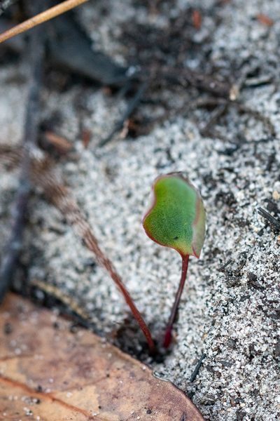 Eriospermum dielsianum, photographed by magriet b