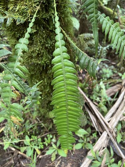 Lomaridium fragile, photographed by Alan Weakley