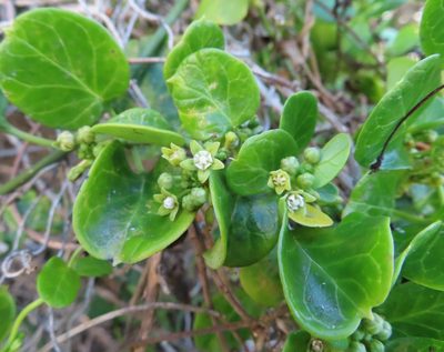 Cynanchum obtusifolium, photographed by linkie