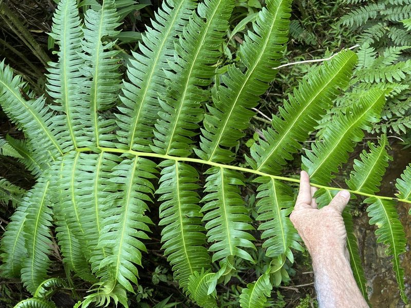Cyathea horrida, photographed by Alan Weakley
