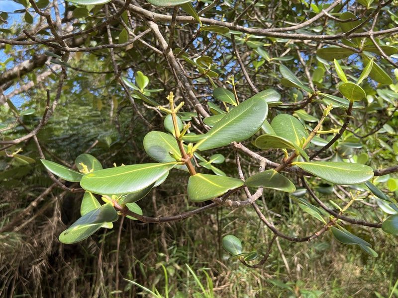 Clusia clusioides, photographed by Alan Weakley