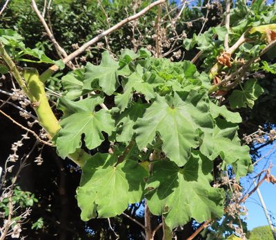 Malva arborea, photographed by linkie