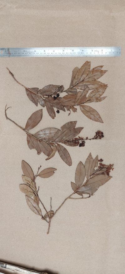 Campylospermum serratum, photographed by T R Shankar Raman