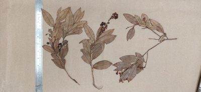 Campylospermum serratum, photographed by T R Shankar Raman