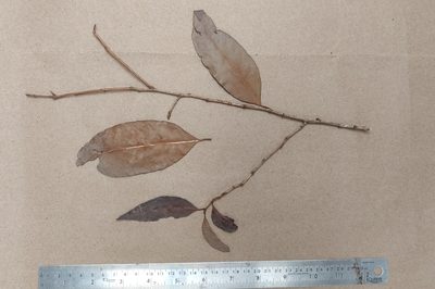 Tritaxis beddomei, photographed by T R Shankar Raman
