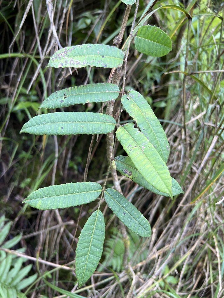 Comocladia glabra, photographed by Alan Weakley