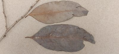 Tritaxis beddomei, photographed by T R Shankar Raman