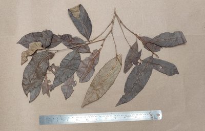 Tritaxis beddomei, photographed by T R Shankar Raman