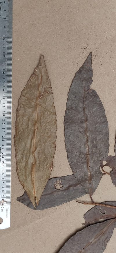 Tritaxis beddomei, photographed by T R Shankar Raman
