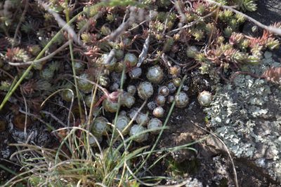 Sempervivum arachnoideum, photographed by Felicia Seichter