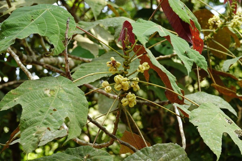 Macaranga triloba, photographed by Cheongweei Gan