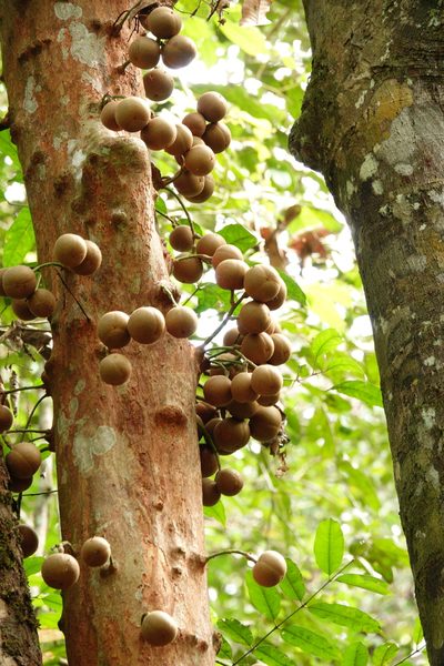 Stelechocarpus burahol, photographed by Cheongweei Gan