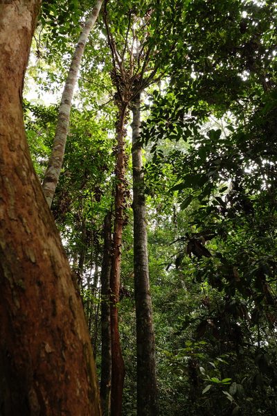 Stelechocarpus burahol, photographed by Cheongweei Gan