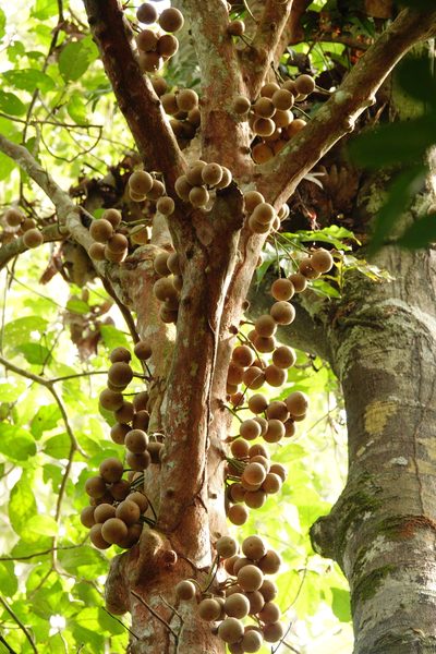 Stelechocarpus burahol, photographed by Cheongweei Gan