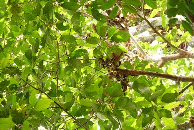 Stelechocarpus burahol, photographed by Cheongweei Gan