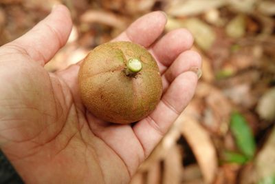 Stelechocarpus burahol, photographed by Cheongweei Gan
