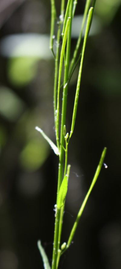 Arabis pycnocarpa, photographed by aarongunnar