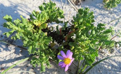 Senecio elegans, photographed by linkie