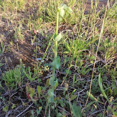 Blackstonia perfoliata, photographed by Quentin Groom