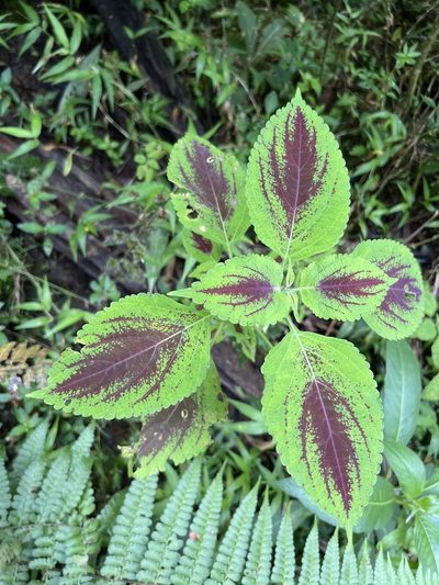 Coleus scutellarioides, photographed by Alan Weakley