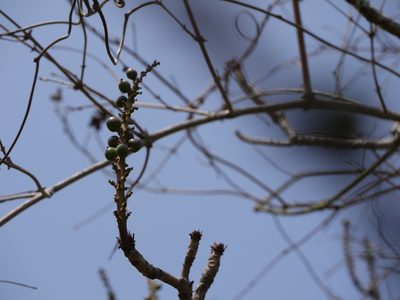 Falconeria insignis, photographed by Dinesh Valke