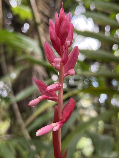 Renealmia jamaicensis, photographed by Alan Weakley