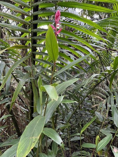 Renealmia jamaicensis, photographed by Alan Weakley